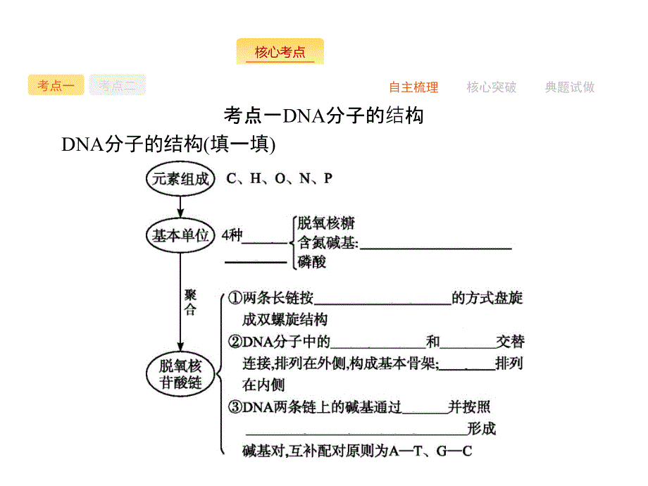 高三生物苏教一轮专题复习DNA分子结构和复制_第2页