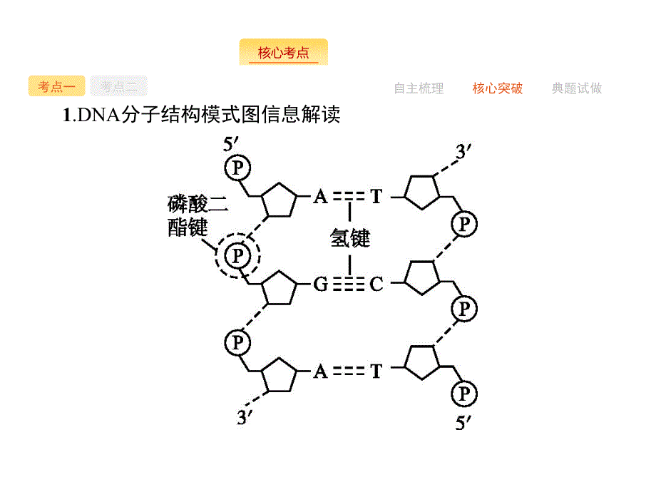 高三生物苏教一轮专题复习DNA分子结构和复制_第4页