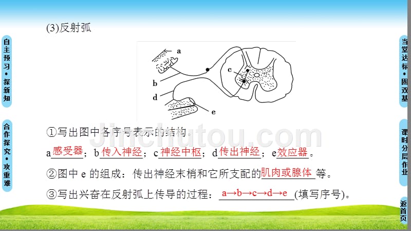 高中生物人教版必修三课件：第2章 第1节 通过神经系统的调节（一） .ppt_第5页