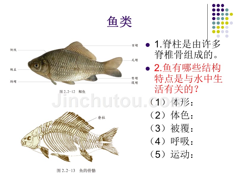 脊椎动物的主要类群-(1)_第5页