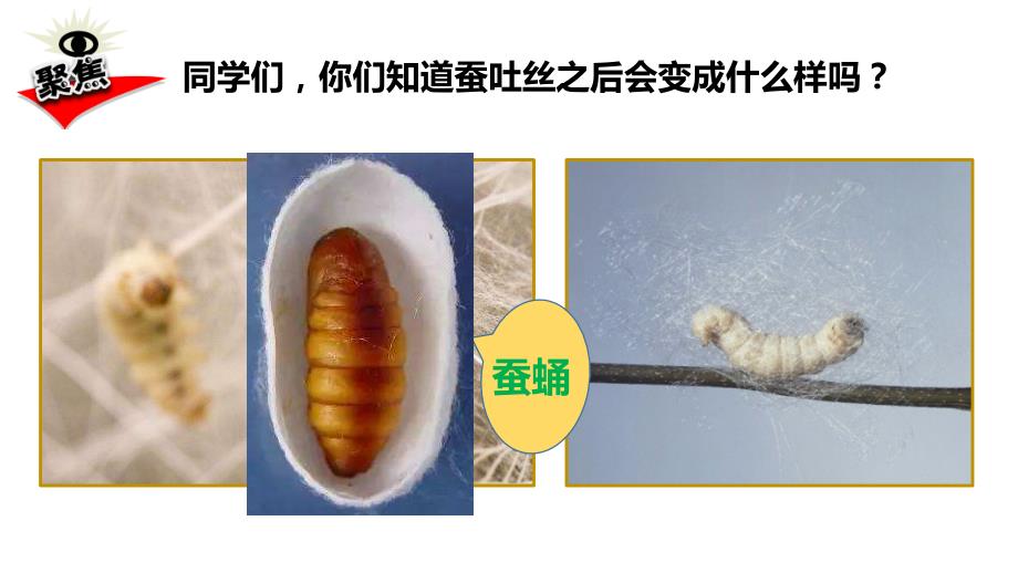 2020新教科版三年级科学下册《2.4蚕变了新模样》教学课件_第2页