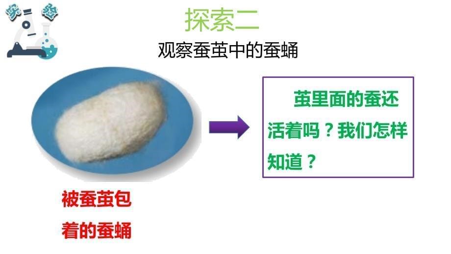 2020新教科版三年级科学下册《2.4蚕变了新模样》教学课件_第5页