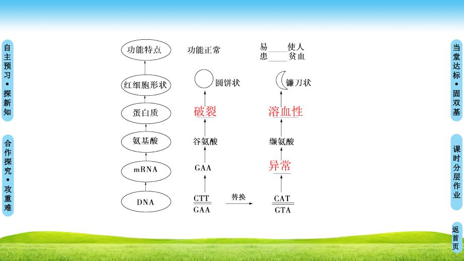 高中生物人教版必修二课件：第5章 第1节　基因突变和基因重组 .ppt_第4页