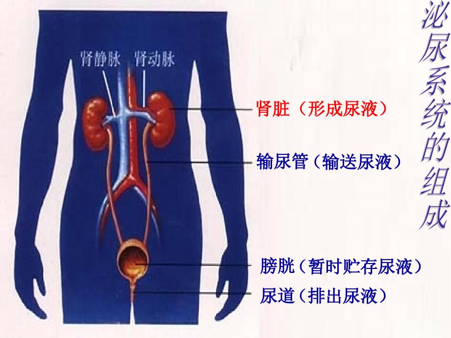 生物：第5章第1节尿的形成和排出课件(人教版七年级下)_第4页