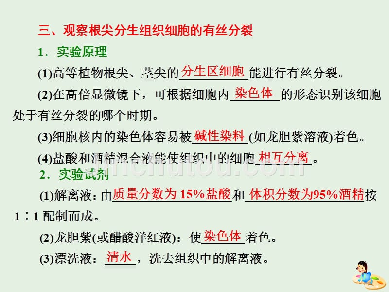 高中生物第6章第1节第2课时动物细胞的有丝分裂、无丝分裂和观察根尖分生组织细胞的有丝分裂课件新人教版必修1.ppt_第5页