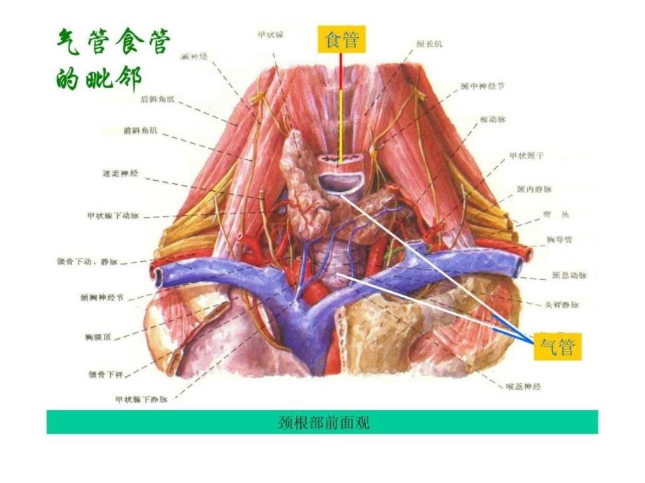 ENT解剖(气管、支气管与食管).ppt_第4页