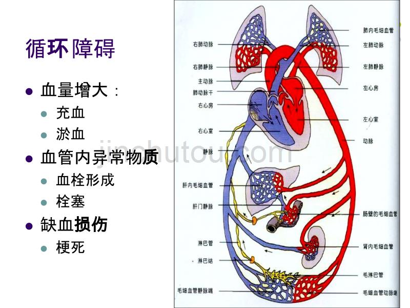 4血液循环new_第2页