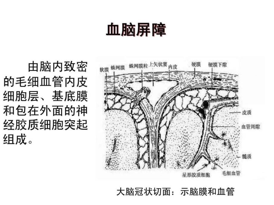 6抗细菌免疫.ppt_第5页