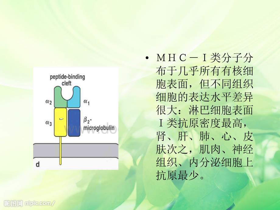 免疫细胞膜分子MHCI类MHCII类的分布与免疫应答有何的关系_第3页