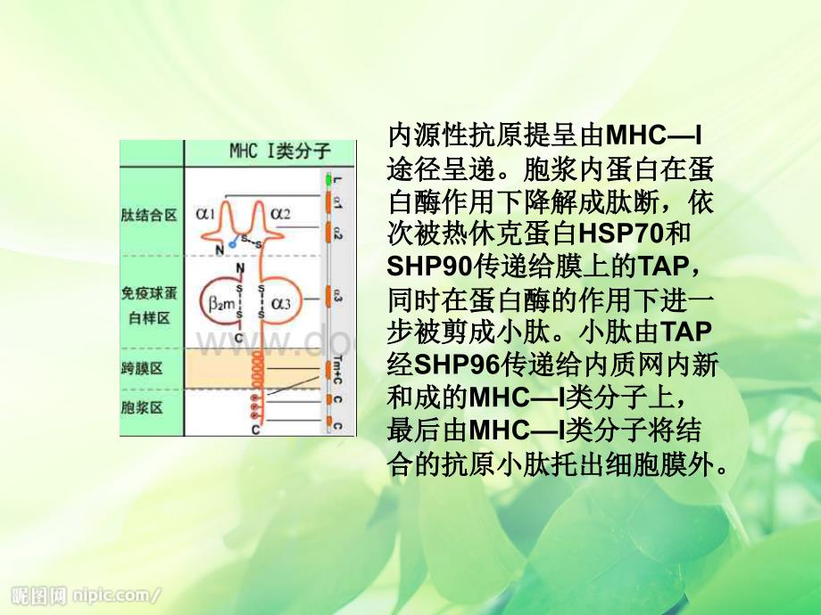 免疫细胞膜分子MHCI类MHCII类的分布与免疫应答有何的关系_第4页