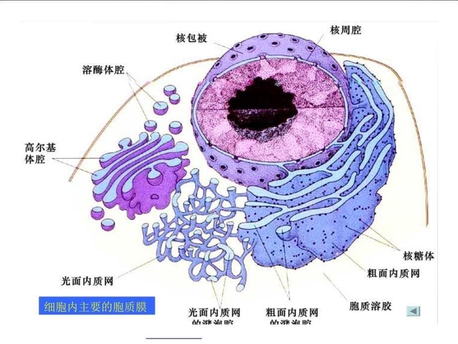 05细胞生物学第五六章细胞质膜及其表面_第5页