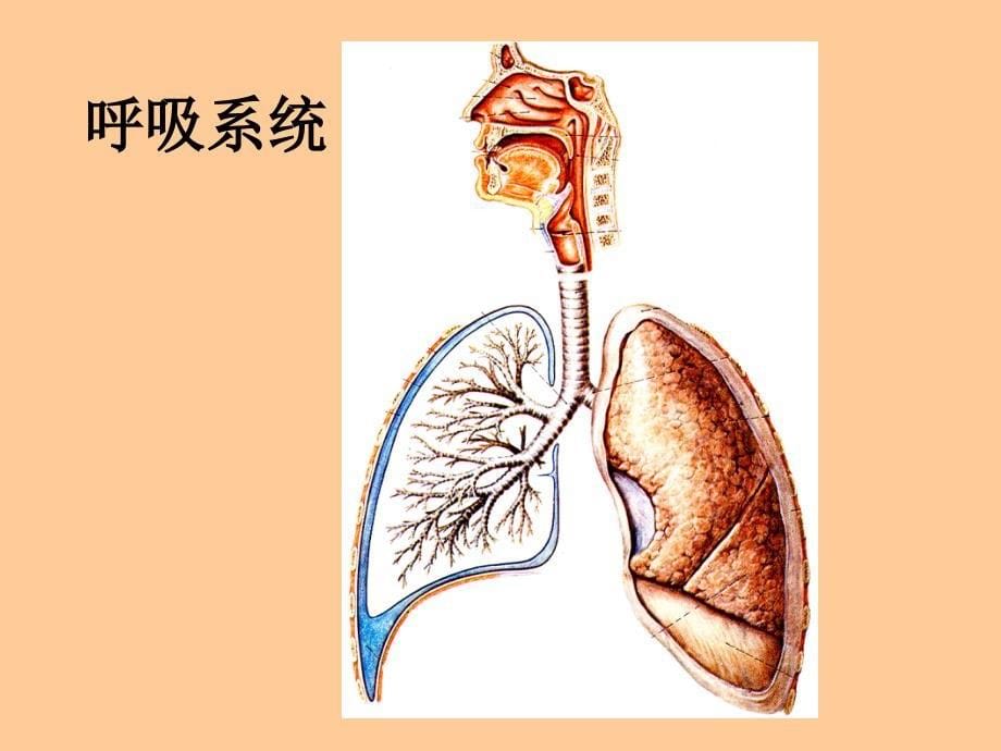 01人体解剖学绪论_第5页