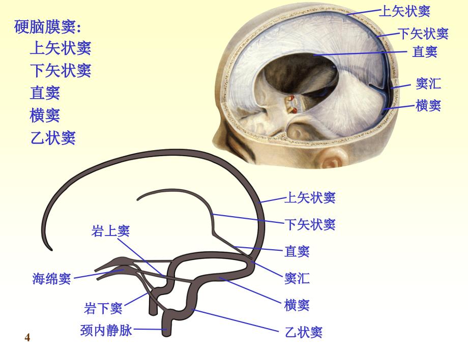 七科联考-系统解剖学--7脑与脊髓的被膜血管及脑脊液循环new_第4页