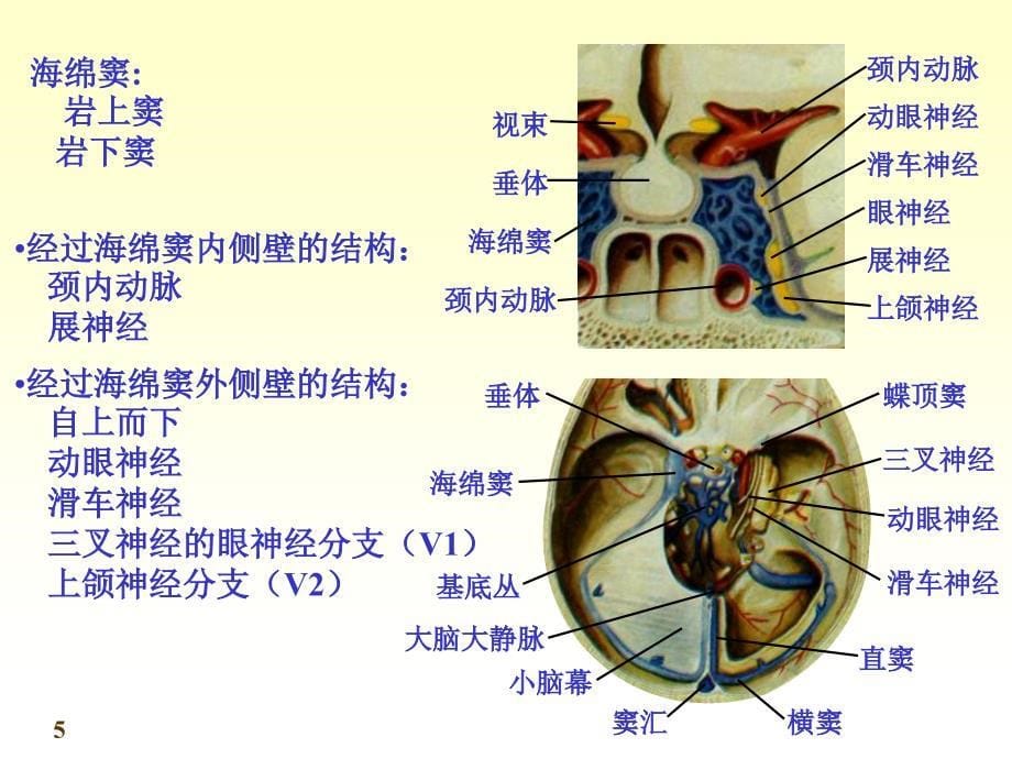 七科联考-系统解剖学--7脑与脊髓的被膜血管及脑脊液循环new_第5页