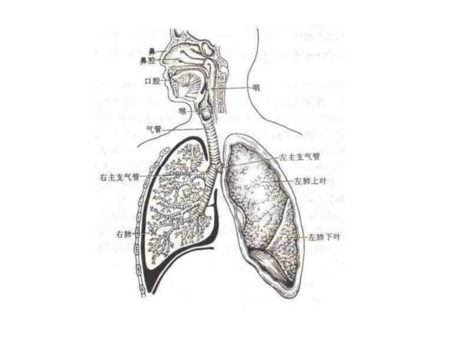 2、肺呼吸和心脏血液循环.ppt_第3页