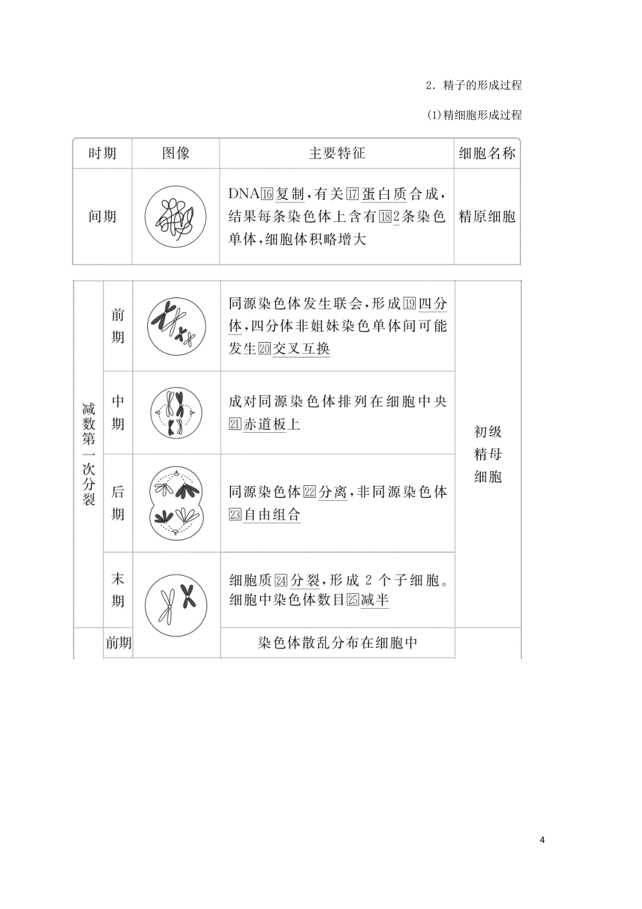 高考生物一轮复习第五单元第14讲减数分裂和受精作用讲义含解析必修2.doc_第4页