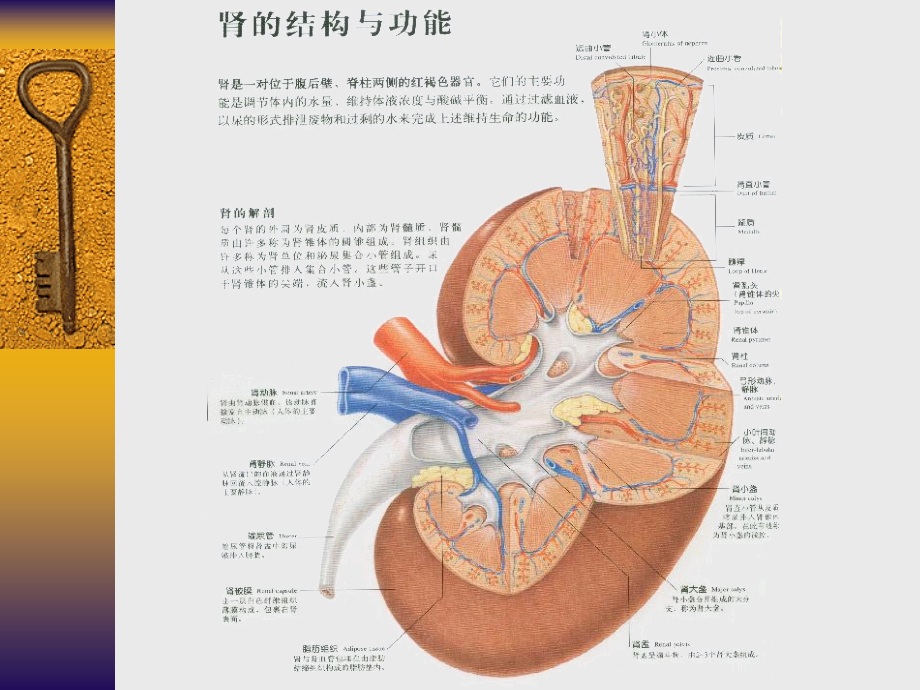 01-泌尿系统疾病总论_第4页