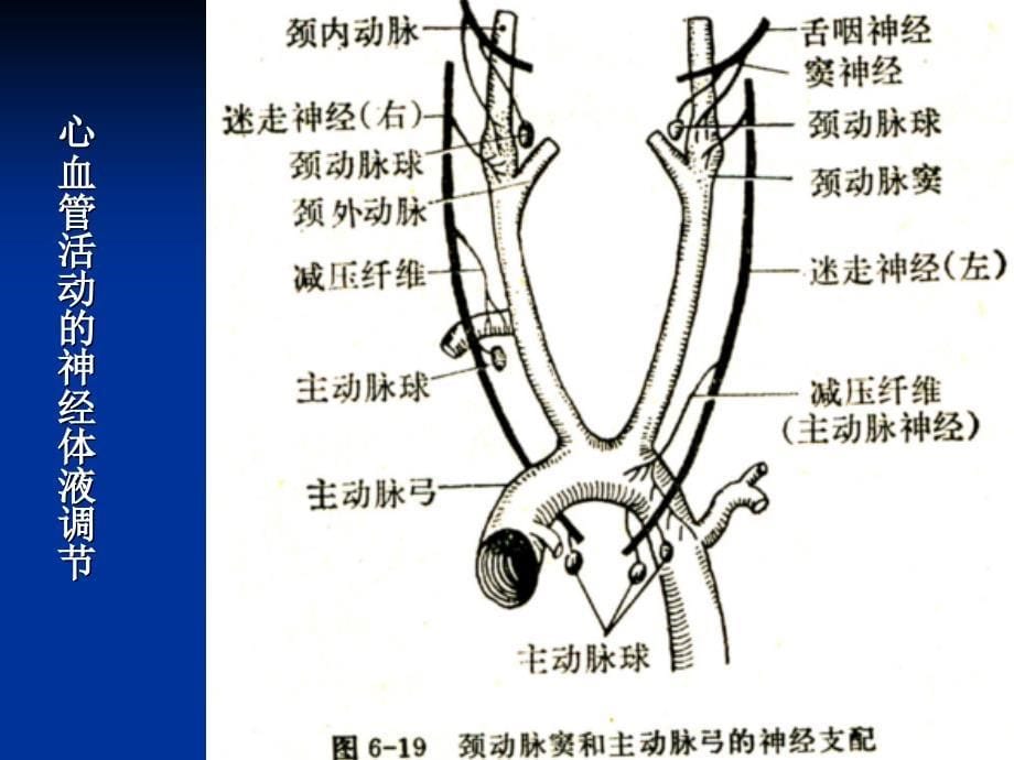 人体动脉血压间接测量及 运动体位对血压影响_第5页