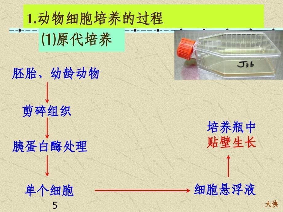 221动物细胞培养与核移植技术_第5页