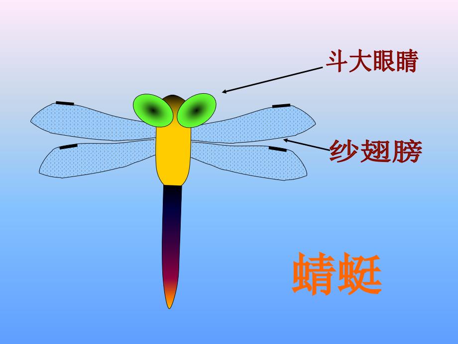 小学美术二年级上册蜻蜓飞飞课件_第2页