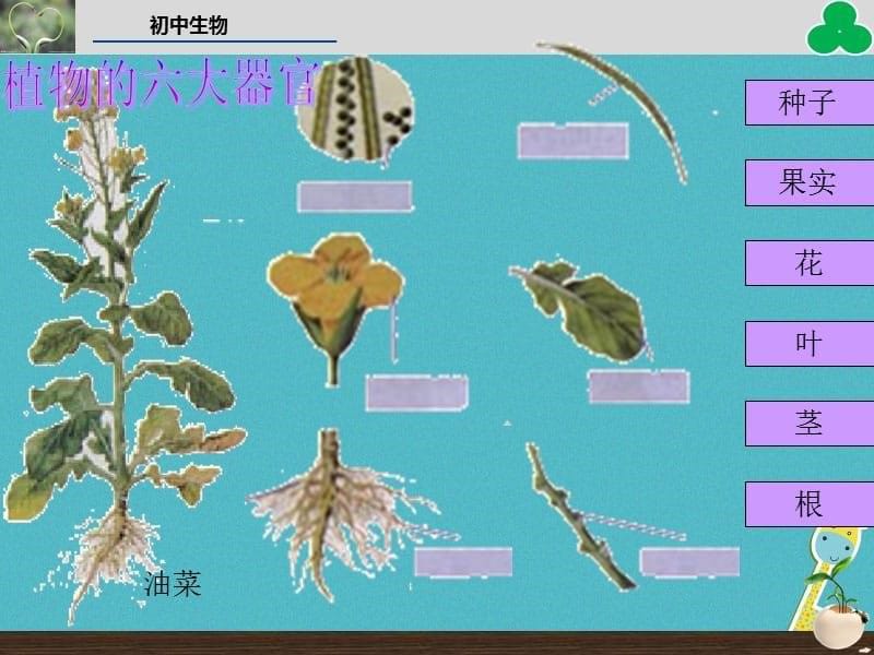 2019年七年级生物上册 第二单元 第二章 第三节 植物体的结构层次教学课件 （新版）新人教版_第5页