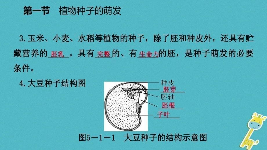 2019年七年级生物上册 第三单元 第五章 第一节 植物种子的萌发课件 （新版）苏教版_第5页