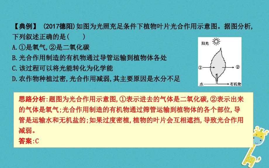 2019年七年级生物上册 第三单元 第4-6章复习课件 （新版）新人教版_第2页