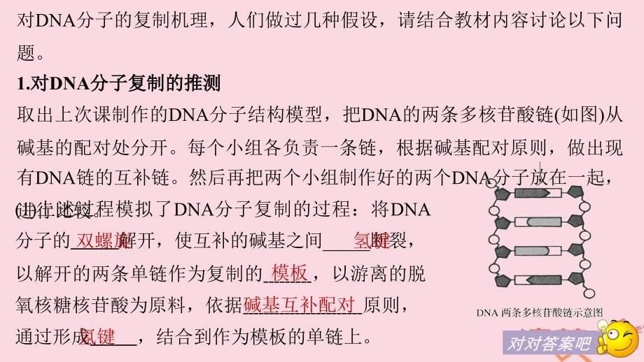 2017-2018学年高中生物 第3章 遗传信息的复制与表达 第8课时 遗传信息的复制课件 北师大版必修2_第5页