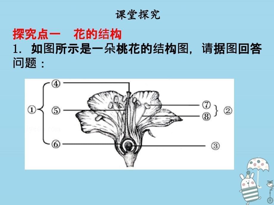 2019年七年级生物上册 第三单元 第二章 第三节开花和结果课件 （新版）新人教版_第5页