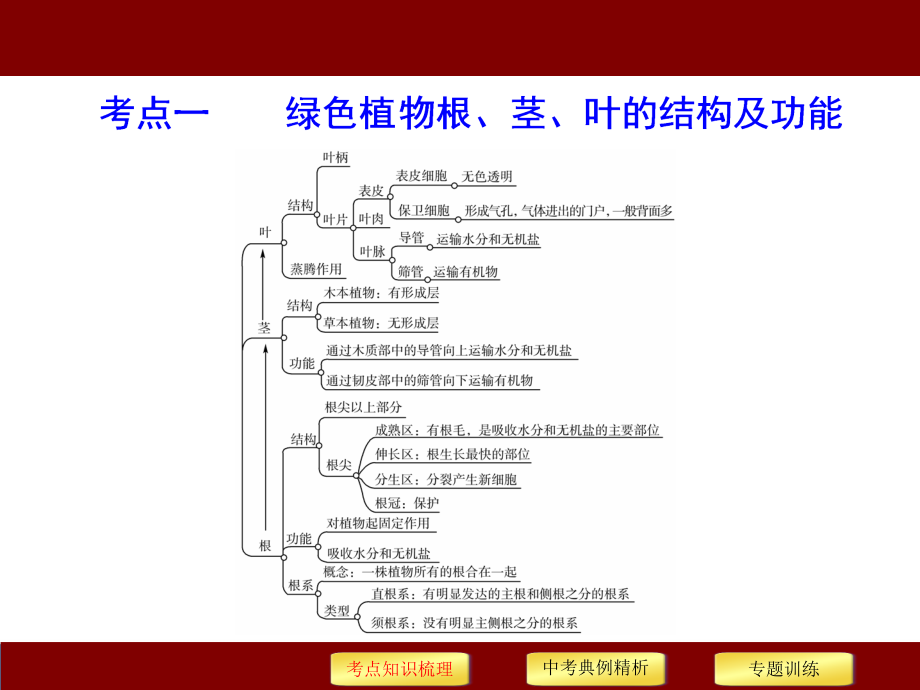 【中考冲刺】精准讲解《初中科学》中考必考知识点精讲--专题四---绿色开花植物的物质和能量转换_第3页