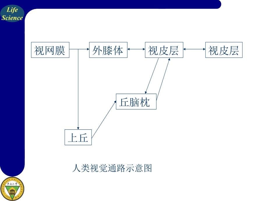 《大脑信息处理》PPT课件.ppt_第5页