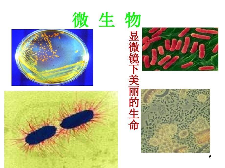 小学生生命教育ppt课件 (4).ppt_第5页