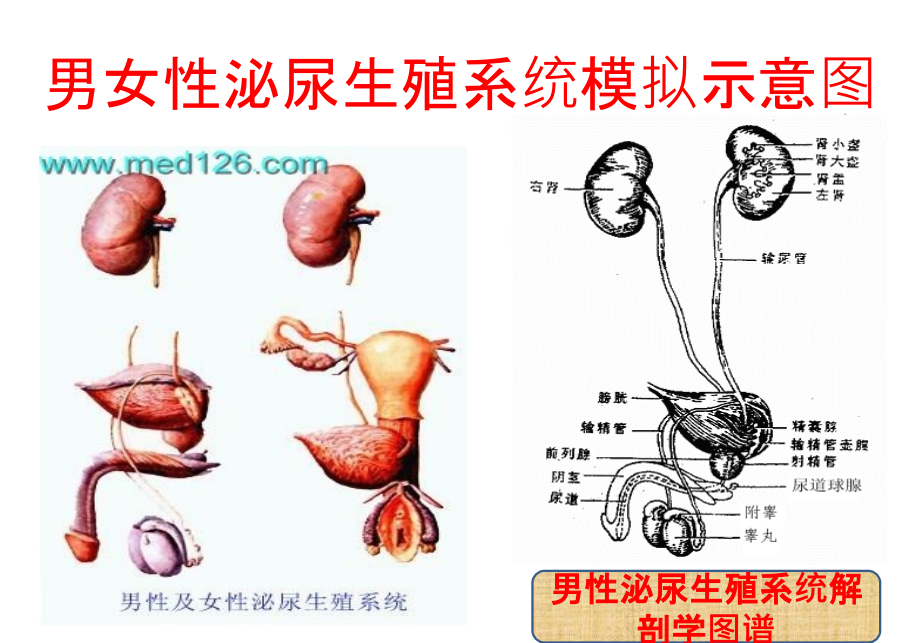 【新编】泌尿外科专科知识培训_第4页