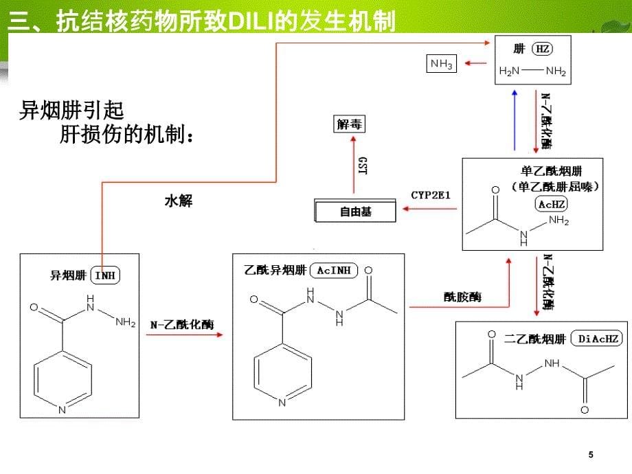 抗结核治疗过程中保肝药物的选择ppt课件.ppt_第5页