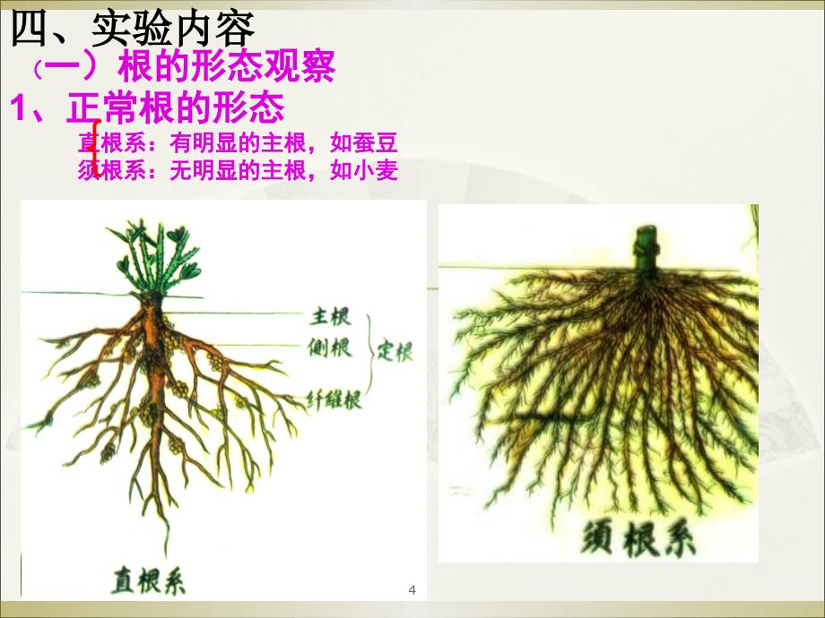 植物实验10植物营养器官的形态及其变态ppt课件.ppt_第4页