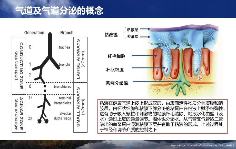 气道粘液高分泌的诊治ppt课件.ppt_第5页