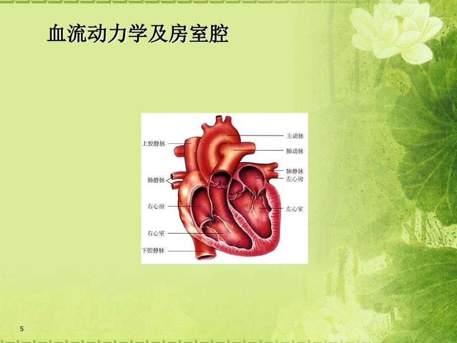 心脏超声基础知识ppt课件.pptx_第5页