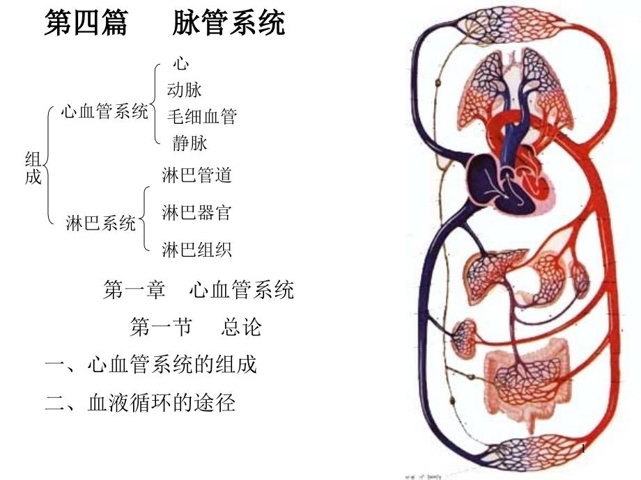 心脏解剖图ppt课件.ppt_第1页