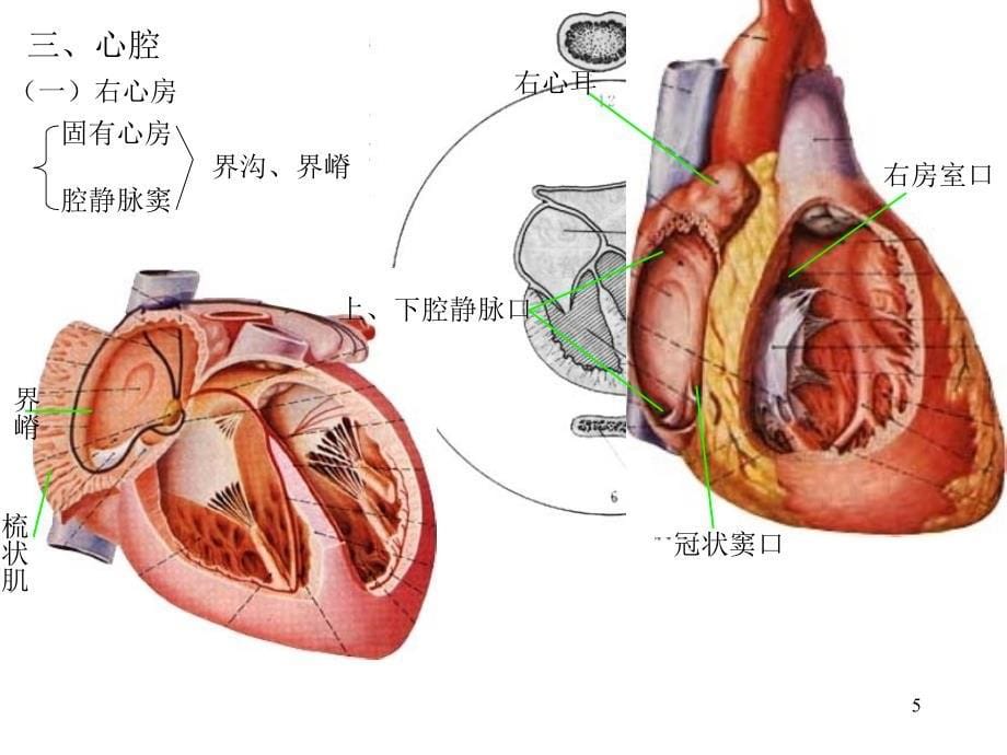 心脏解剖图ppt课件.ppt_第5页