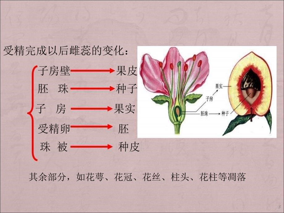 果实和种子的形成ppt课件.ppt_第5页