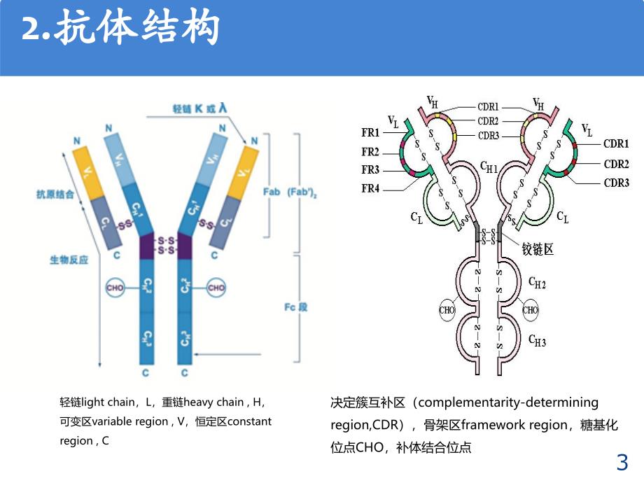 抗体类型与特点基础知识ppt课件.pptx_第3页