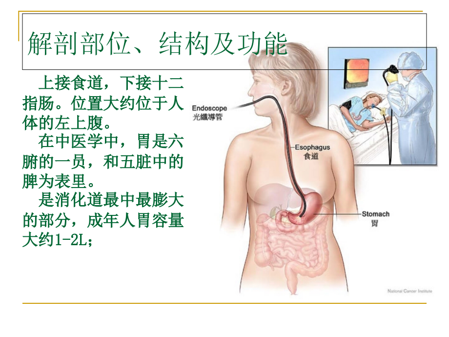 史上最全胃癌课件-从基础到临床.ppt_第3页