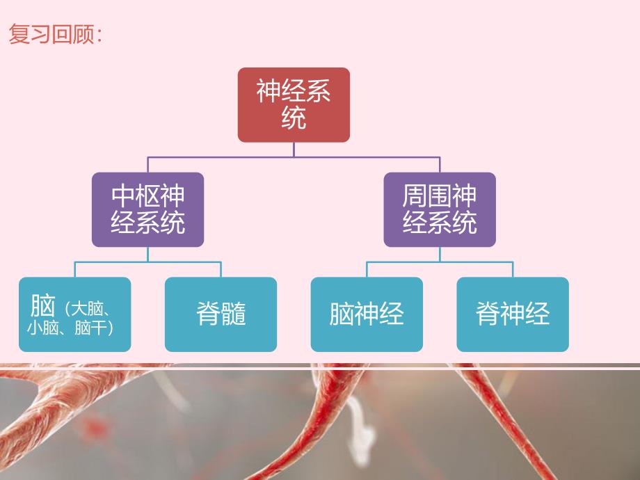 【人教版】2020年春七下生物：神经调节的基本方式课件（1）_第3页