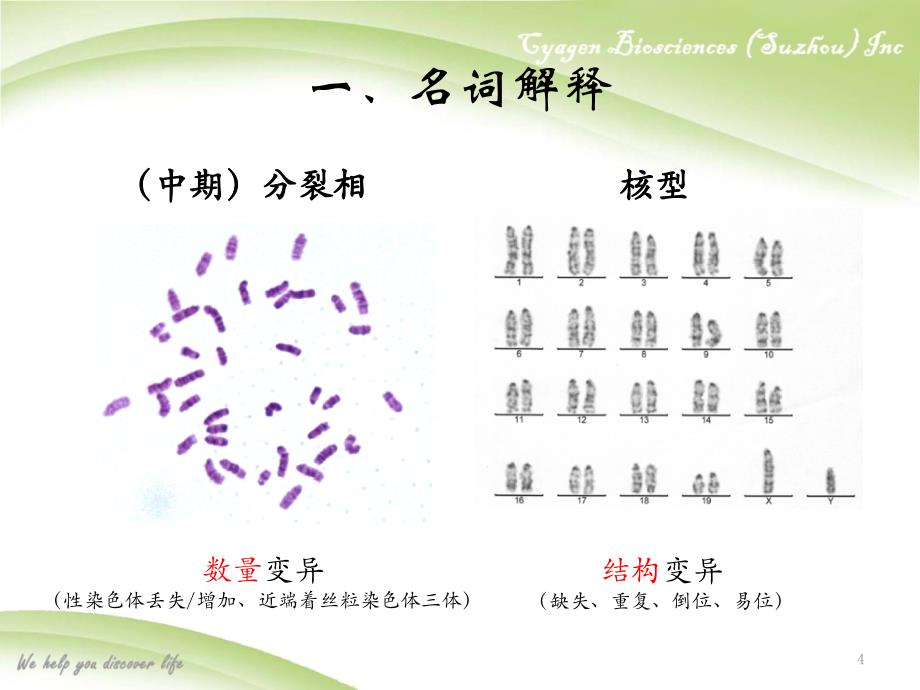 染色体核型分析ppt课件.ppt_第4页