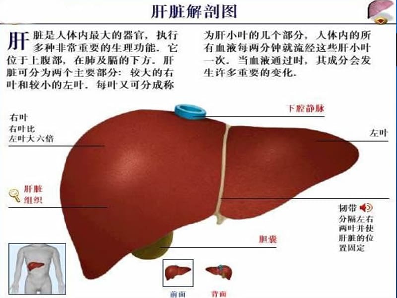 肝硬化基础知识ppt课件.ppt_第3页