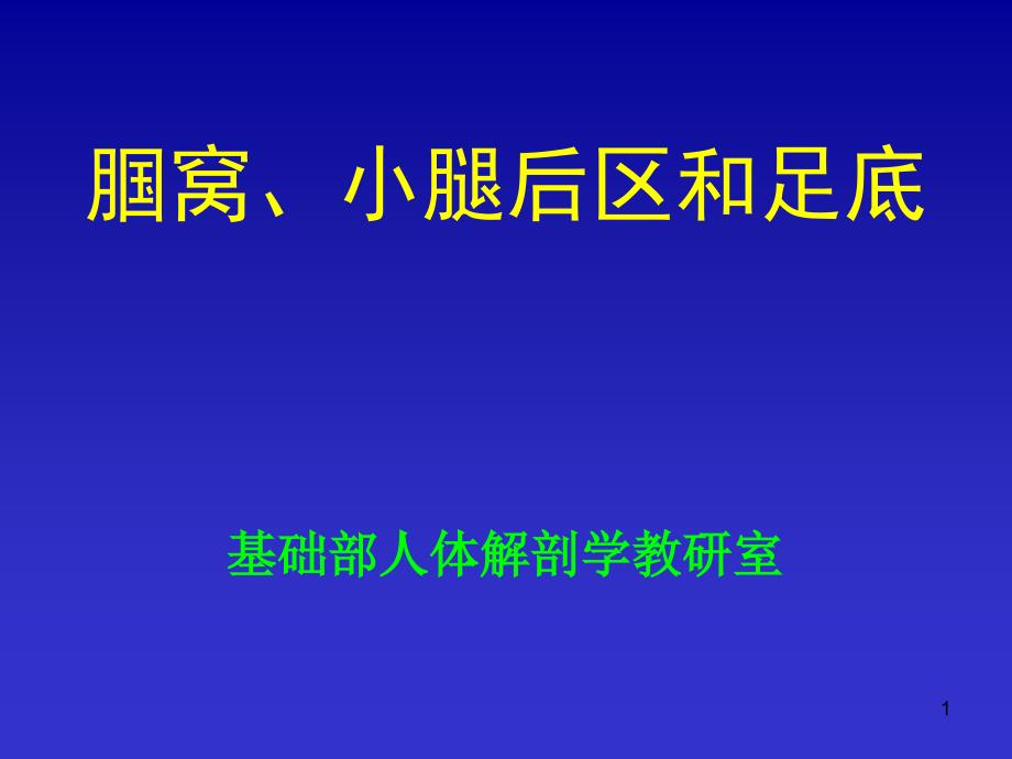 腘窝小腿后区和足底ppt课件.ppt_第1页