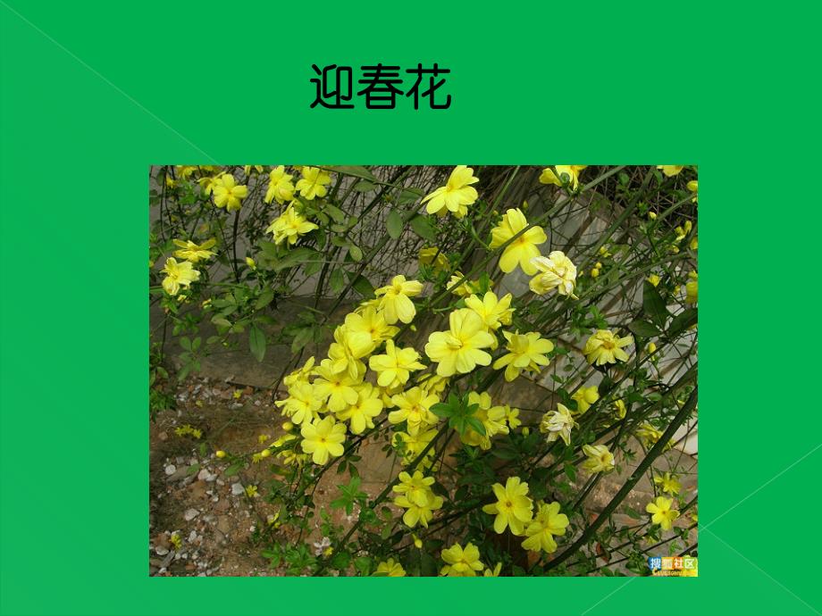 花草树木点头笑ppt课件.ppt_第2页