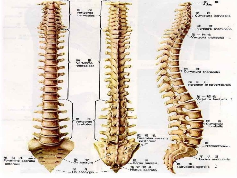 脊柱解剖与神经分布ppt课件.ppt_第2页