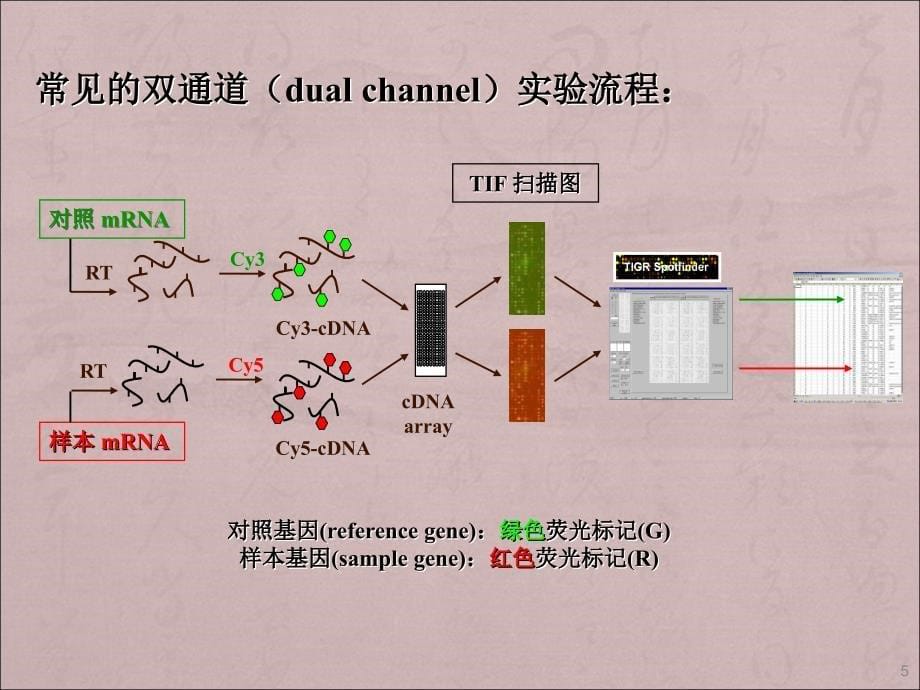 芯片数据的基本处理和分析ppt课件.ppt_第5页