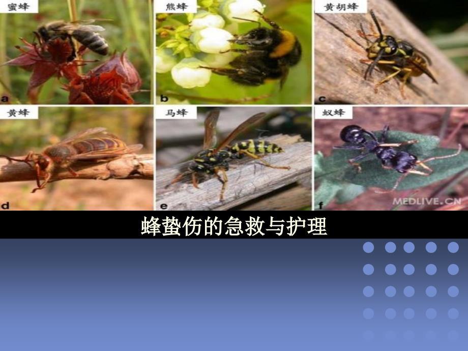 蜂蛰伤的急救与护理ppt课件 (3).ppt